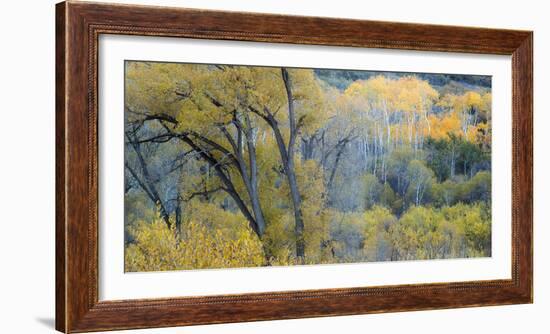 Aspen Trees in the Fall-Howie Garber-Framed Photographic Print