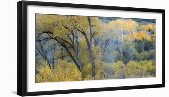 Aspen Trees in the Fall-Howie Garber-Framed Photographic Print