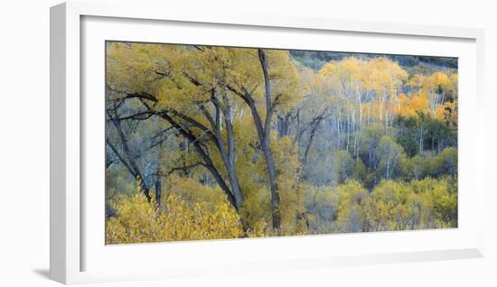 Aspen Trees in the Fall-Howie Garber-Framed Photographic Print