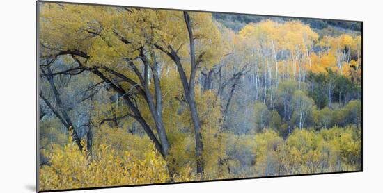 Aspen Trees in the Fall-Howie Garber-Mounted Photographic Print