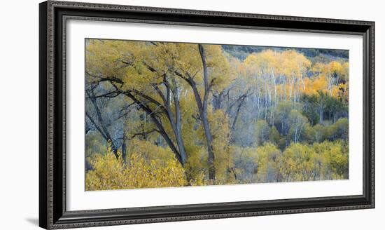 Aspen Trees in the Fall-Howie Garber-Framed Photographic Print