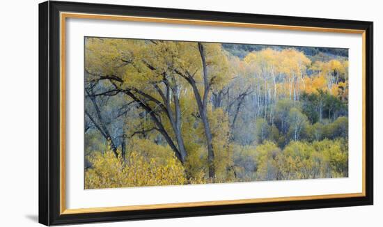 Aspen Trees in the Fall-Howie Garber-Framed Photographic Print