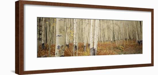 Aspen Trees in the Forest, Aspen, Colorado, USA-null-Framed Photographic Print