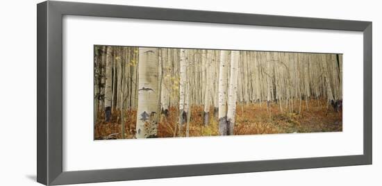 Aspen Trees in the Forest, Aspen, Colorado, USA-null-Framed Photographic Print