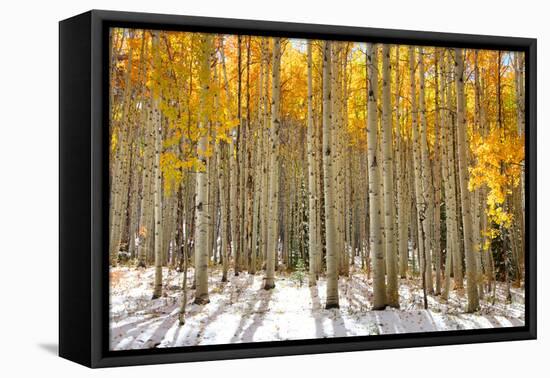Aspen Trees in the Snow in Early Winter Time-SNEHITDESIGN-Framed Premier Image Canvas