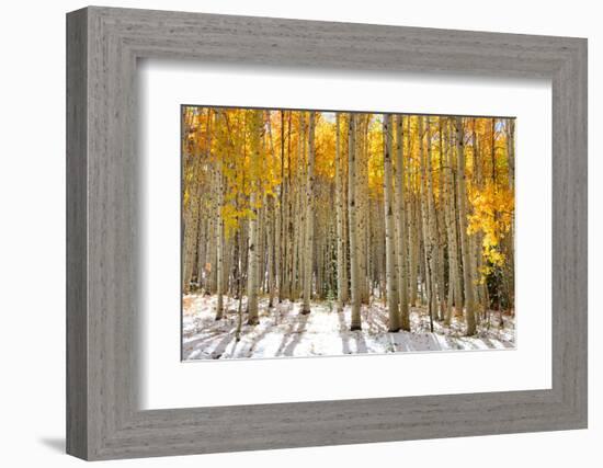 Aspen Trees in the Snow in Early Winter Time-SNEHITDESIGN-Framed Photographic Print