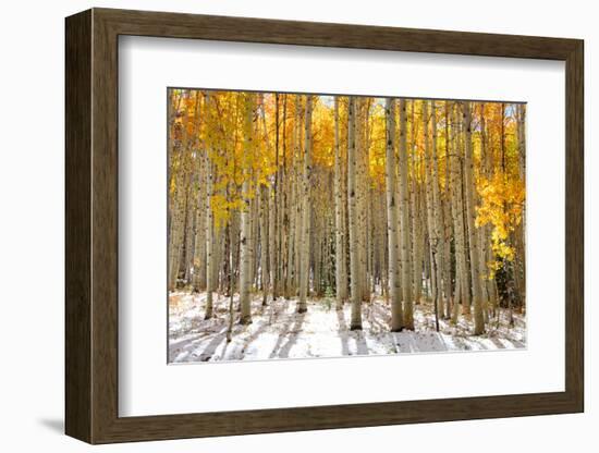 Aspen Trees in the Snow in Early Winter Time-SNEHITDESIGN-Framed Photographic Print