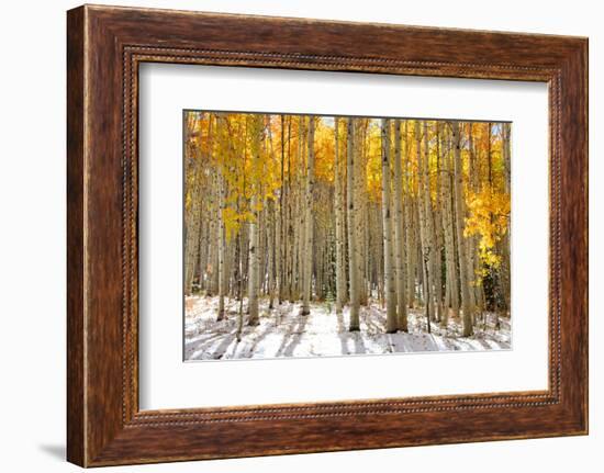 Aspen Trees in the Snow in Early Winter Time-SNEHITDESIGN-Framed Photographic Print