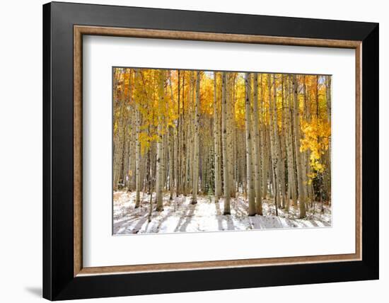 Aspen Trees in the Snow in Early Winter Time-SNEHITDESIGN-Framed Photographic Print