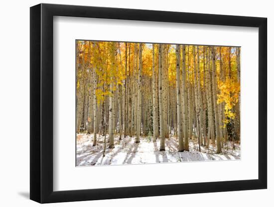 Aspen Trees in the Snow in Early Winter Time-SNEHITDESIGN-Framed Photographic Print