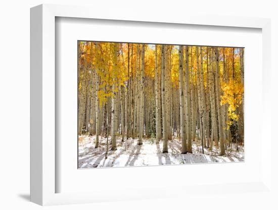 Aspen Trees in the Snow in Early Winter Time-SNEHITDESIGN-Framed Photographic Print