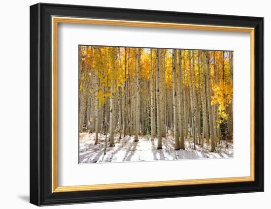 Aspen Trees in the Snow in Early Winter Time-SNEHITDESIGN-Framed Photographic Print