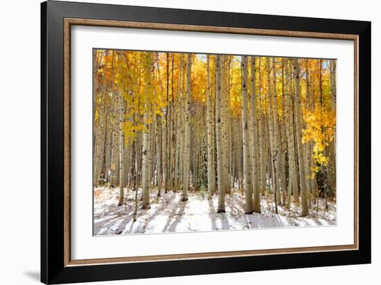 Aspen Trees in the Snow in Early Winter Time-SNEHITDESIGN-Framed Photographic Print