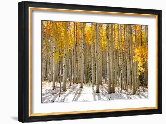 Aspen Trees in the Snow in Early Winter Time-SNEHITDESIGN-Framed Photographic Print