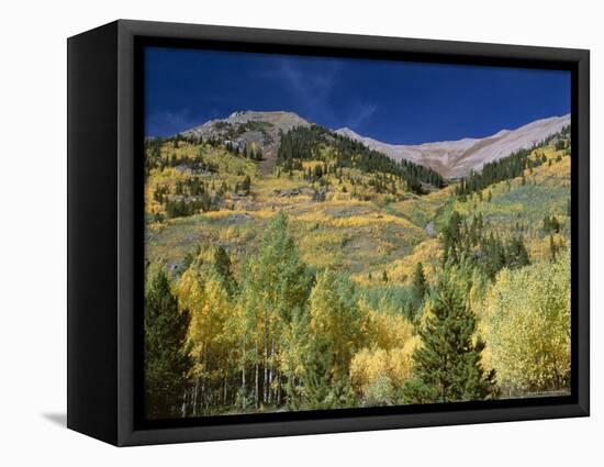 Aspen Trees, Independence Pass, Colorado, USA-Jean Brooks-Framed Premier Image Canvas