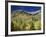 Aspen Trees, Independence Pass, Colorado, USA-Jean Brooks-Framed Photographic Print