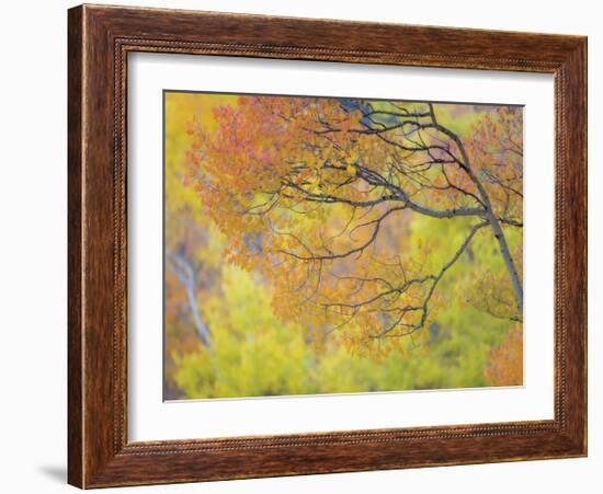 Aspen Trees IV-Donald Paulson-Framed Giclee Print