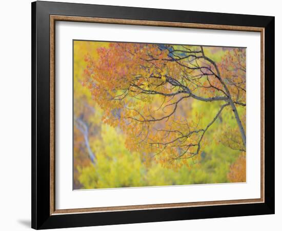 Aspen Trees IV-Donald Paulson-Framed Giclee Print