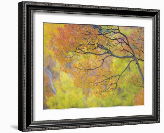 Aspen Trees IV-Donald Paulson-Framed Giclee Print