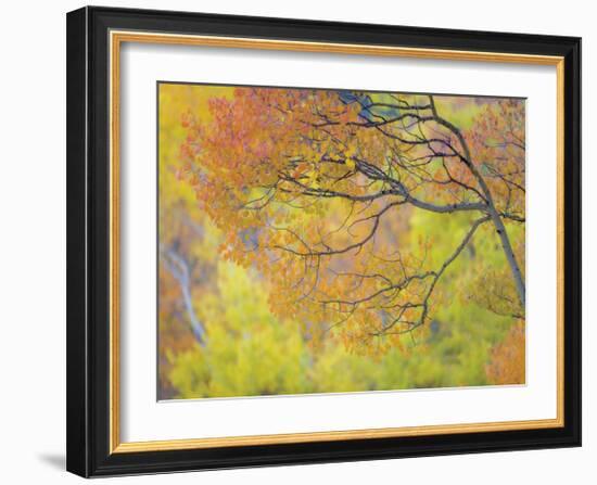 Aspen Trees IV-Donald Paulson-Framed Giclee Print