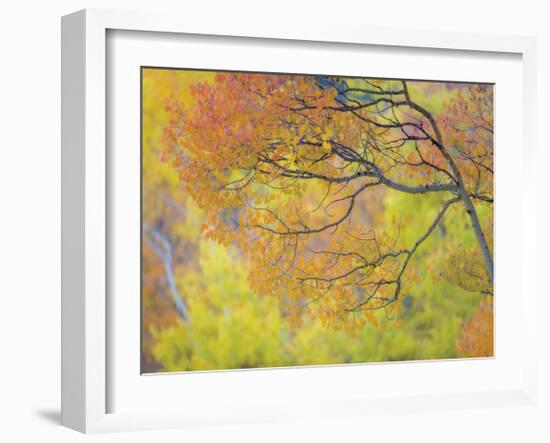 Aspen Trees IV-Donald Paulson-Framed Giclee Print