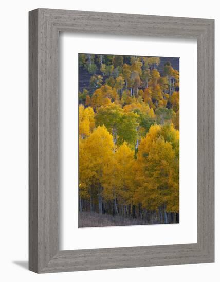 Aspen Trees, Mount Nebo Scenic Loop, Utah-Howie Garber-Framed Photographic Print