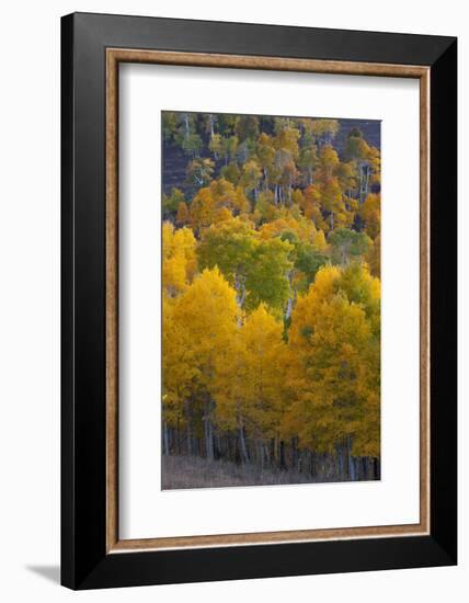 Aspen Trees, Mount Nebo Scenic Loop, Utah-Howie Garber-Framed Photographic Print