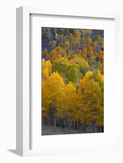 Aspen Trees, Mount Nebo Scenic Loop, Utah-Howie Garber-Framed Photographic Print