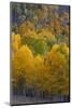 Aspen Trees, Mount Nebo Scenic Loop, Utah-Howie Garber-Mounted Photographic Print