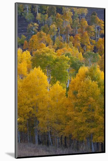 Aspen Trees, Mount Nebo Scenic Loop, Utah-Howie Garber-Mounted Photographic Print