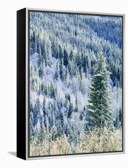 Aspen Trees, Mt Spokane State Park, Washington, USA-Charles Gurche-Framed Premier Image Canvas