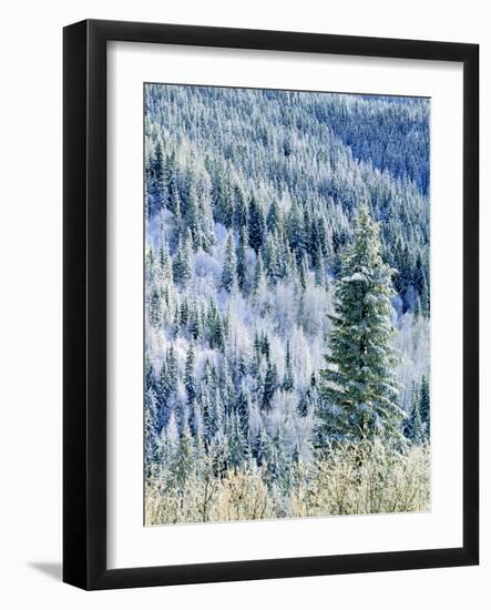 Aspen Trees, Mt Spokane State Park, Washington, USA-Charles Gurche-Framed Photographic Print