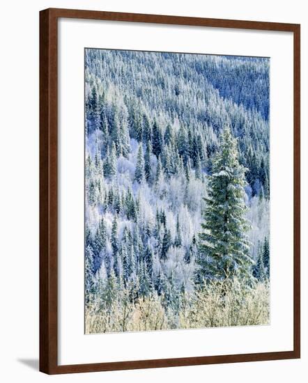 Aspen Trees, Mt Spokane State Park, Washington, USA-Charles Gurche-Framed Photographic Print