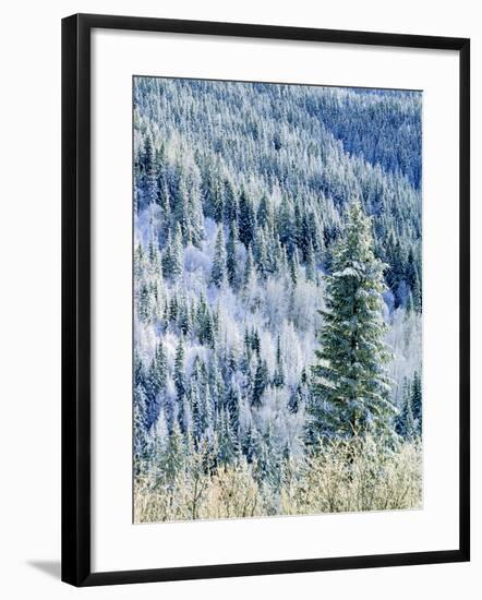 Aspen Trees, Mt Spokane State Park, Washington, USA-Charles Gurche-Framed Photographic Print