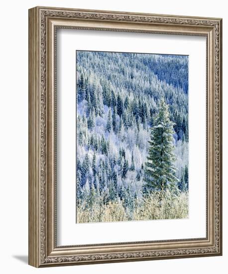 Aspen Trees, Mt Spokane State Park, Washington, USA-Charles Gurche-Framed Photographic Print