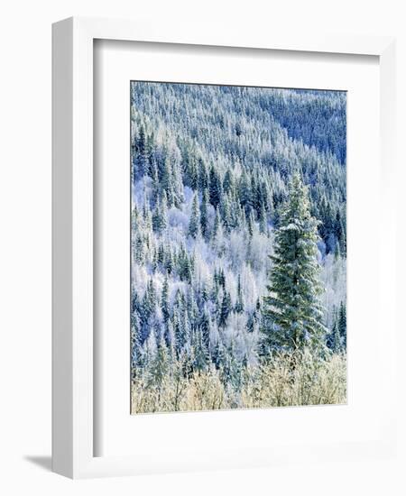 Aspen Trees, Mt Spokane State Park, Washington, USA-Charles Gurche-Framed Photographic Print