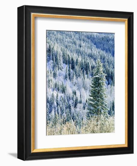 Aspen Trees, Mt Spokane State Park, Washington, USA-Charles Gurche-Framed Photographic Print