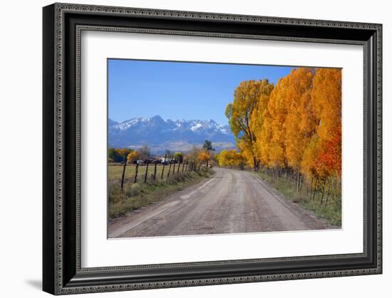 Aspen Trees near Telluride CO-null-Framed Art Print