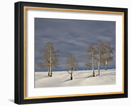 Aspen Trees on a Snow-Covered Hillside, San Miguel County, Colorado, USA, North America-James Hager-Framed Photographic Print