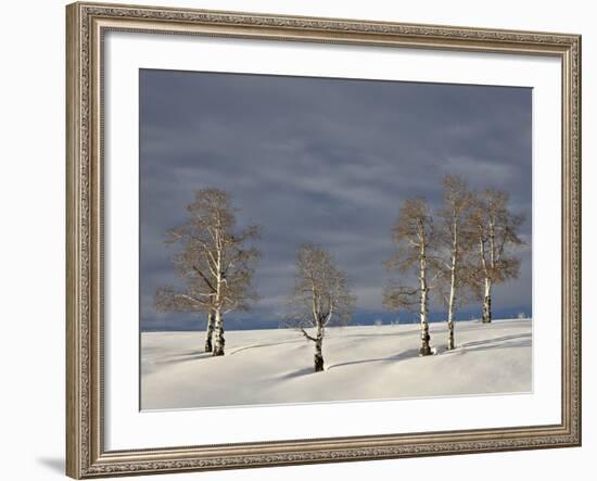 Aspen Trees on a Snow-Covered Hillside, San Miguel County, Colorado, USA, North America-James Hager-Framed Photographic Print