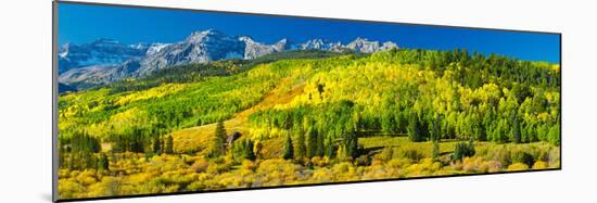 Aspen Trees on Mountains, Uncompahgre National Forest, Colorado, USA-null-Mounted Photographic Print
