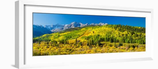 Aspen Trees on Mountains, Uncompahgre National Forest, Colorado, USA-null-Framed Photographic Print