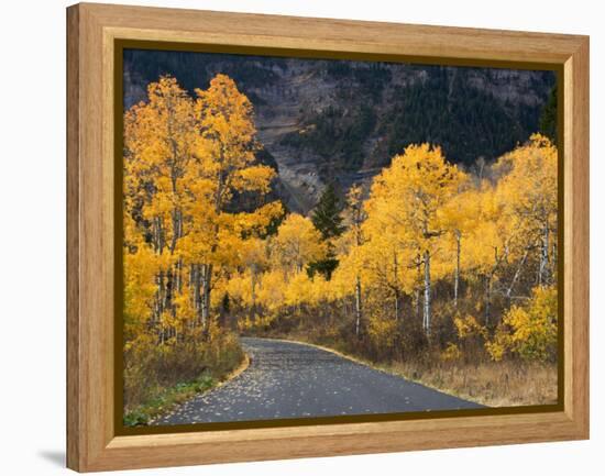 Aspen Trees on the Slopes of Mt. Timpanogos, Wasatch-Cache National Forest, Utah, USA-Scott T^ Smith-Framed Premier Image Canvas