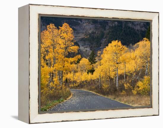 Aspen Trees on the Slopes of Mt. Timpanogos, Wasatch-Cache National Forest, Utah, USA-Scott T^ Smith-Framed Premier Image Canvas