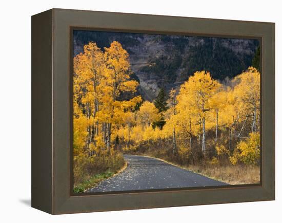 Aspen Trees on the Slopes of Mt. Timpanogos, Wasatch-Cache National Forest, Utah, USA-Scott T^ Smith-Framed Premier Image Canvas