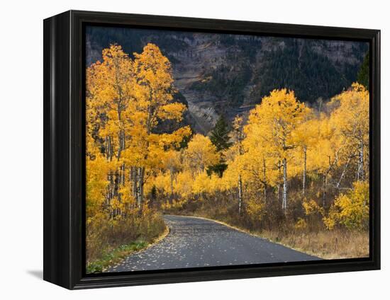 Aspen Trees on the Slopes of Mt. Timpanogos, Wasatch-Cache National Forest, Utah, USA-Scott T^ Smith-Framed Premier Image Canvas