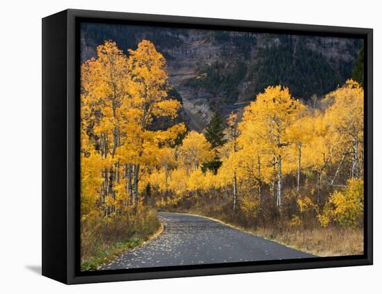 Aspen Trees on the Slopes of Mt. Timpanogos, Wasatch-Cache National Forest, Utah, USA-Scott T^ Smith-Framed Premier Image Canvas