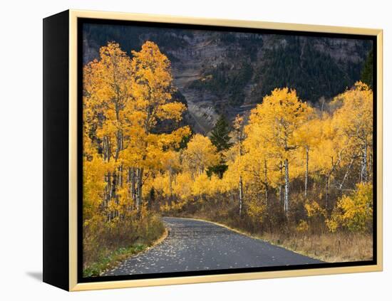 Aspen Trees on the Slopes of Mt. Timpanogos, Wasatch-Cache National Forest, Utah, USA-Scott T^ Smith-Framed Premier Image Canvas
