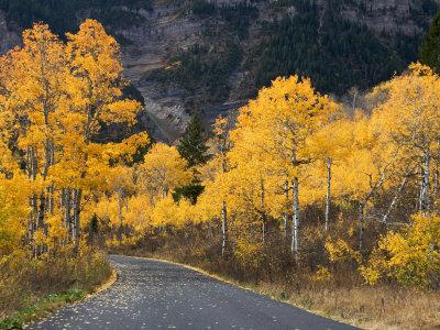 'Aspen Trees on the Slopes of Mt. Timpanogos, Wasatch-Cache National