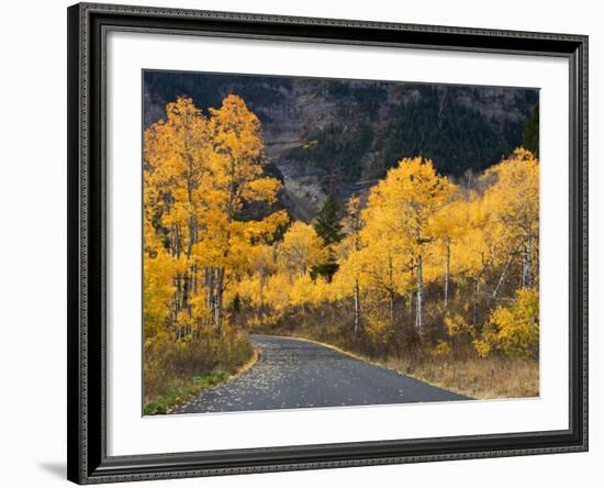 Aspen Trees on the Slopes of Mt. Timpanogos, Wasatch-Cache National Forest, Utah, USA-Scott T^ Smith-Framed Photographic Print